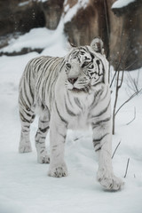 white Tiger