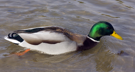 quickly wild duck