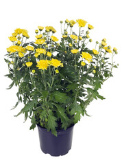 Bush of yellow chrysanthemums