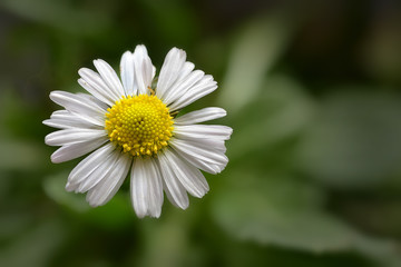 Fototapeta premium Gänseblümchen