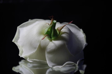 weiße Rose