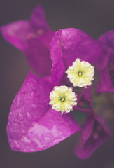 Drop of water on pollen Bougainvillea flower in retro effect