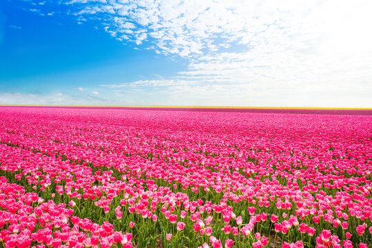 Beautiful Field View Of Pink Tulips, Netherlands