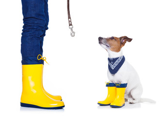 dog ready for a walk in rain