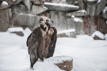 Griffon Vulture - Portrait in winter