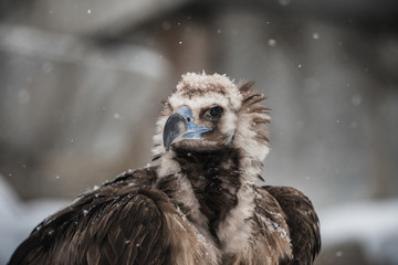 Griffon Vulture - Portrait in winter