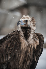 Griffon Vulture - Portrait in winter