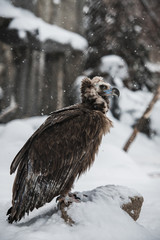 Griffon Vulture - Portrait in winter