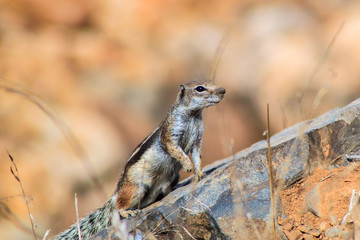 Squirrel