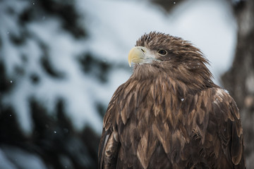 Eagle
