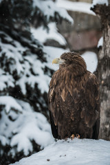 Eagle