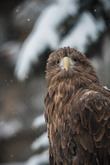 Eagle