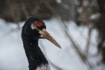 Fototapeta premium profile of adult sandhill crane
