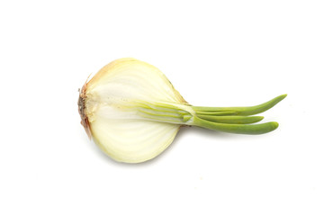 Onions with green sprout. Photo.