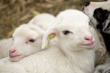 Fototapeta premium Little lamb.