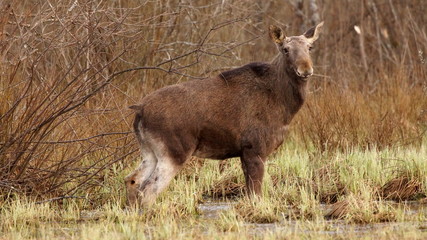 лось испугался