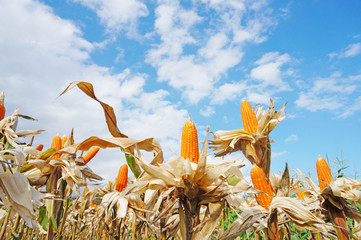 Ripe Corn against the sky