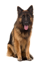 Fototapeta premium German Shepherd dog
