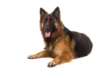German Shepherd dog