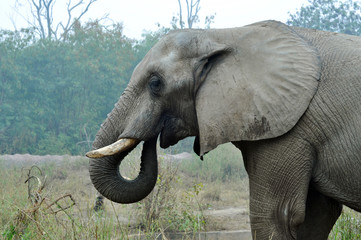 Large African elephant (Loxodonta africana)