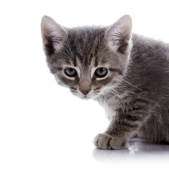 Portrait of a gray angry kitten.