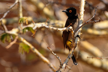 Red-eyed bulbul