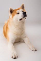 Akita Inu