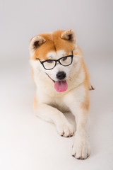 Akita Inu