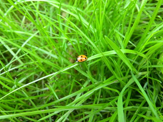 Marienkäfer im Gras