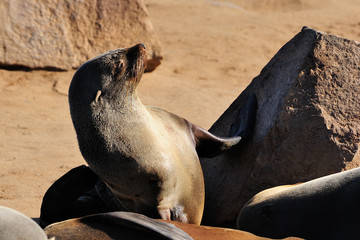 Cape fur seal