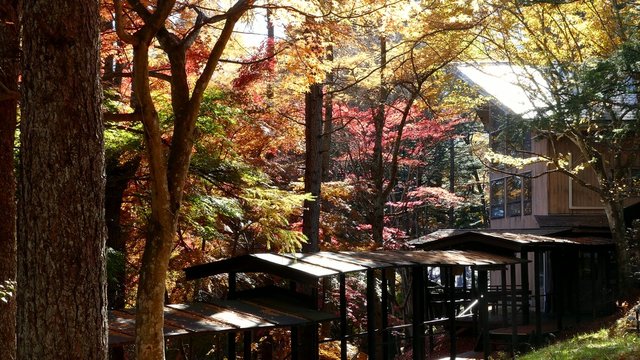 Autumn color of pond, Karuizawa, Nagano, Japan