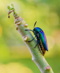 Metallic wood-boring beetle on tree