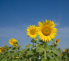 Close-up of sunflowers against a blue sky on field