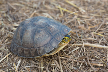 Asian Box Turtle (Cuora spp.) in Thailand