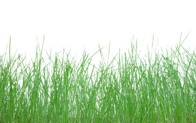 Obraz premium The green grass.