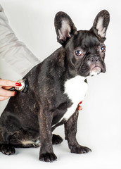 french bulldog at the vet