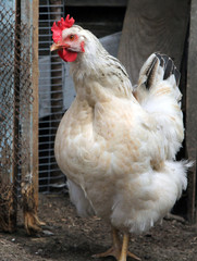 White chicken in a poultry yard