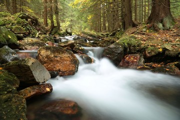 Forest stream in the valley flowing from the mountains