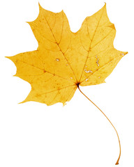 Beautiful golden maple leaf