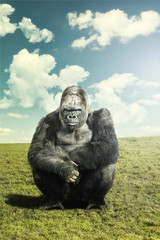 Obraz premium Silverback Gorilla looking at camera