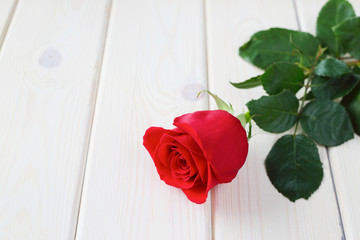 Red rose on wood background