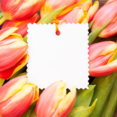 Tulpen mit Karte