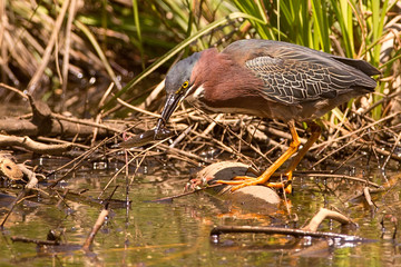 Green Heron