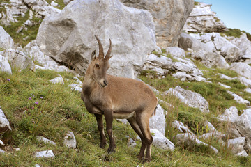 Bouquetin