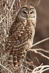 Barred Owl