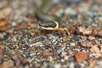 Southern Ringneck Snake