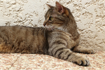 Chat