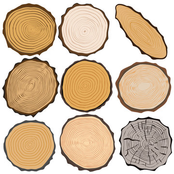Wood texture and elements isolated. Vector illustration