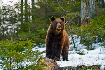 Obraz na płótnie Canvas Brown bear in the woods in winter
