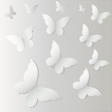 white Lace butterfly on gray background